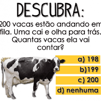 desafio vacas ok min