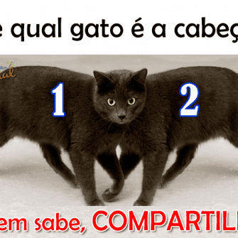 Resposta De qual gato é a cabeça?