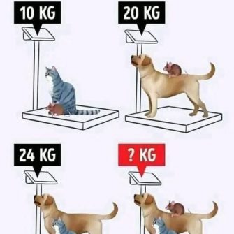Teste de lógica do gato, cachorro e rato