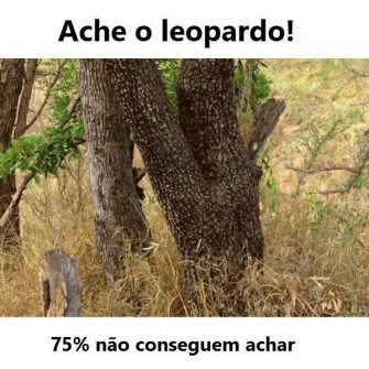 Ache o Leopardo