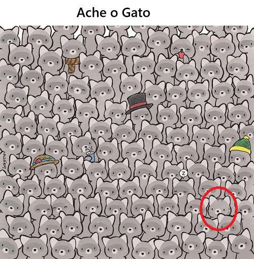 Ache o gato no meio dos guaxinins, a maioria não consegue Resposta Ache o gato no meio dos guaxinins, a maioria não consegue