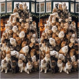 Ache a Diferenca A Arvore de Gatinhos