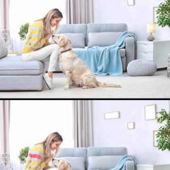 Jogo dos 7 Erros: O Golden Retriever