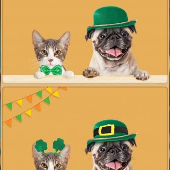 Ache 5 Diferenças: O Gato e o Pug