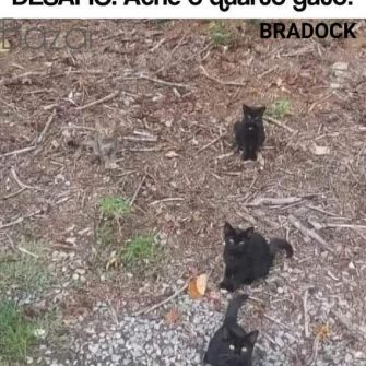 Desafio Visual: Ache o Quarto Gato