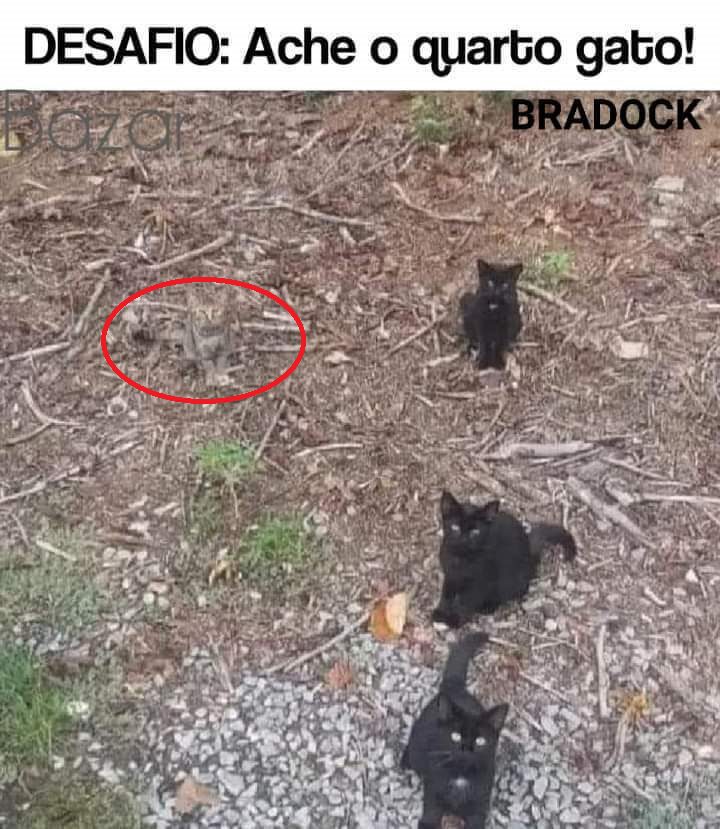 Desafio Visual: Ache o Quarto Gato Resposta Desafio visual: ache o quarto gato