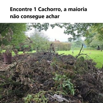 Desafio Visual Encontre o Cachorro, a maioria não consegue