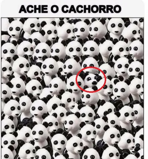 ache o cachorro na imagem dos pandas resposta