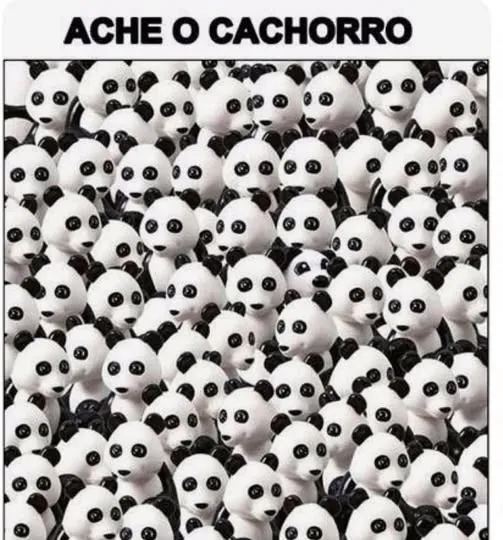 ache o cachorro na imagem dos pandas