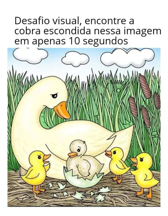 desafio visual encontre a agulha na imagem dos patos