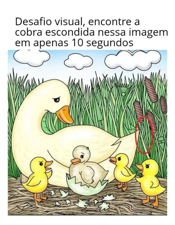desafio visual encontre a agulha na imagem dos patos resposta