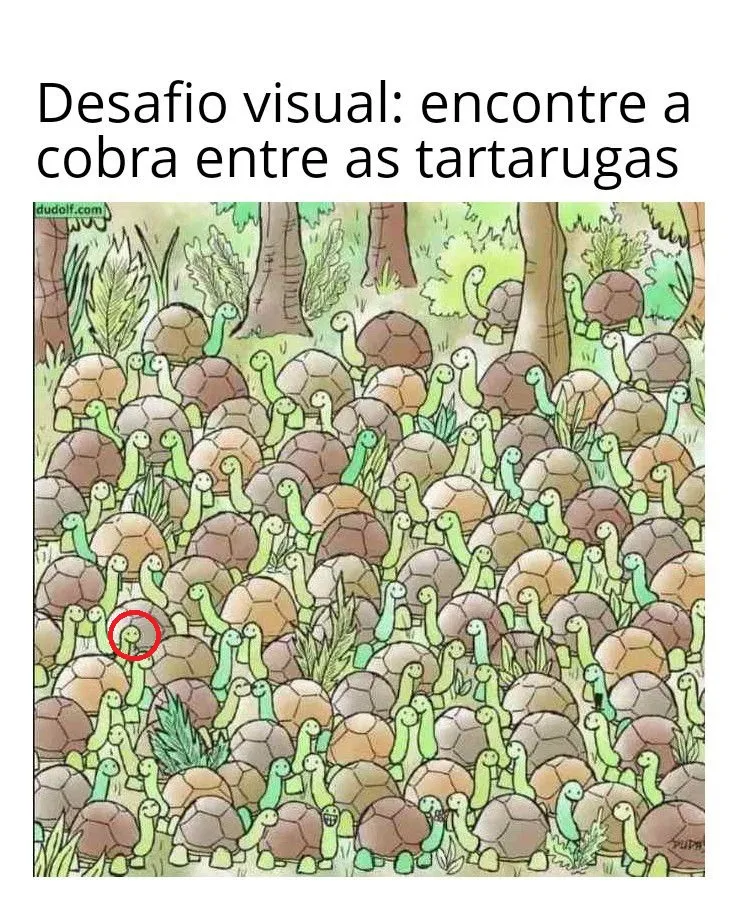 encontre a cobra entre as tartarugas resposta