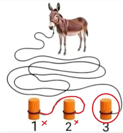 desafio qual toco está segurando o burro resposta
