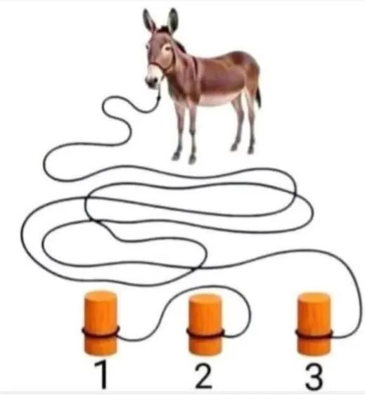 desafio qual toco está segurando o burro