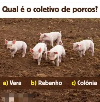 qual o coletivo de porcos