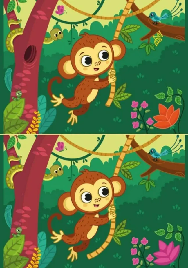 Ache a Diferença: Macaquinho na Floresta