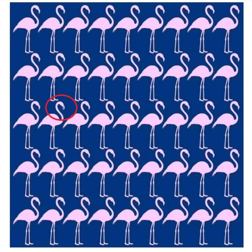 Ache a Diferença: O Flamingo Diferente