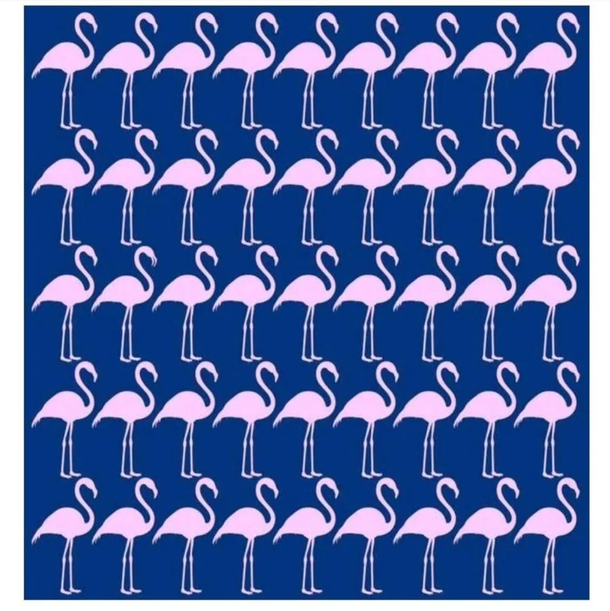 Ache a Diferença: O Flamingo Diferente