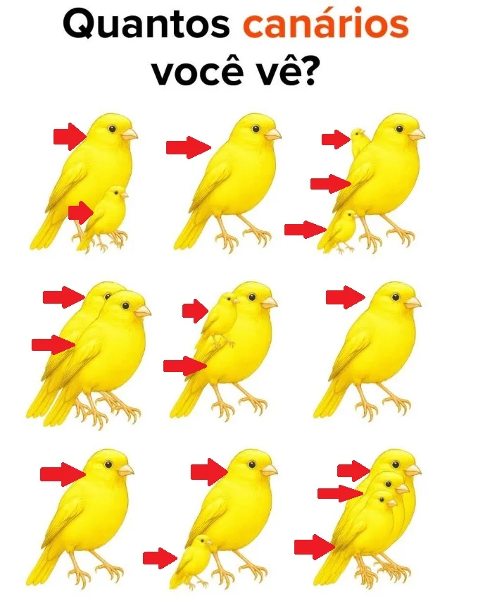 Quantos Canarinhos Você Consegue Ver Nesta Imagem?