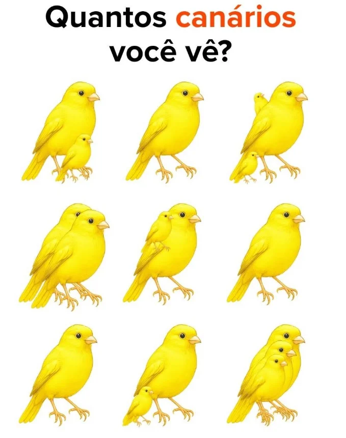 Quantos Canarinhos Você Consegue Ver Nesta Imagem?