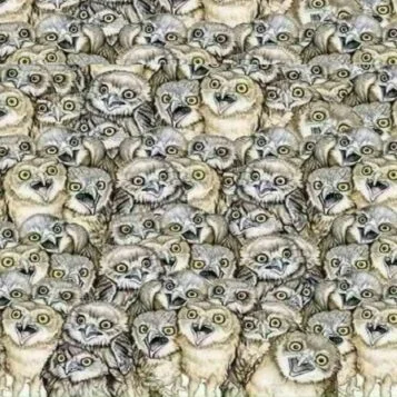 Desafio Visual: Encontre o Gato Escondido Entre as Corujas