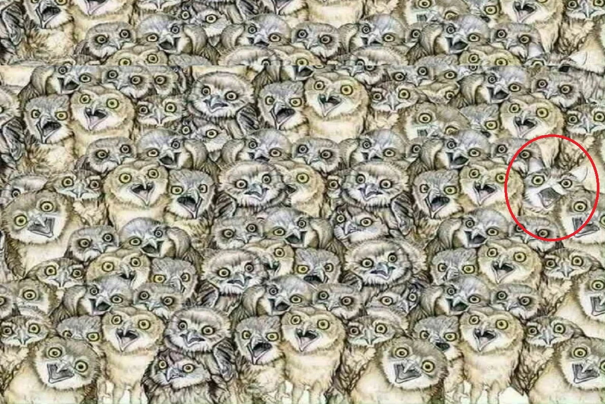 Desafio Visual: Encontre o Gato Escondido Entre as Corujas