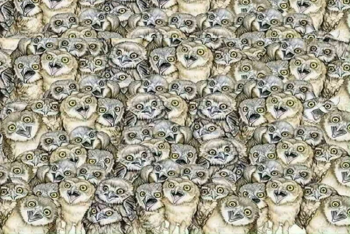 Desafio Visual: Encontre o Gato Escondido Entre as Corujas