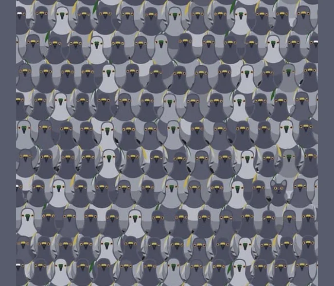 Desafio Visual: Onde Está o Gatinho Escondido Entre os Pombos?