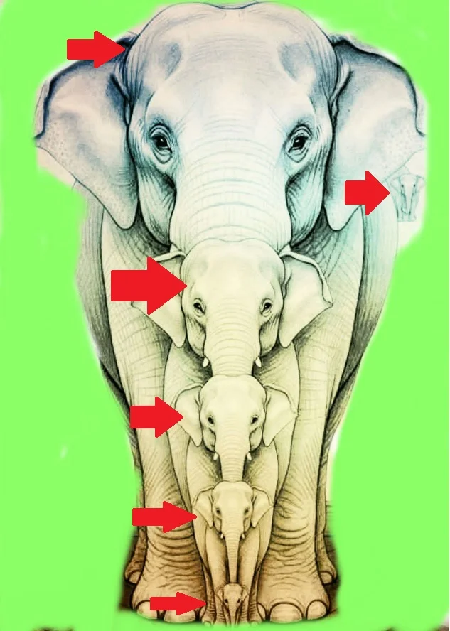 Desafio do Dia: Quantos Elefantes Você Consegue Encontrar?