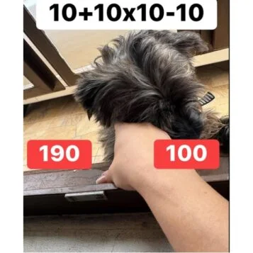 Desafio Matemático: 10 + 10 × 10 − 10 = 190 ou 100?