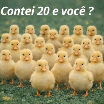 Contei 20 E Você? Desafio dos Pintinhos
