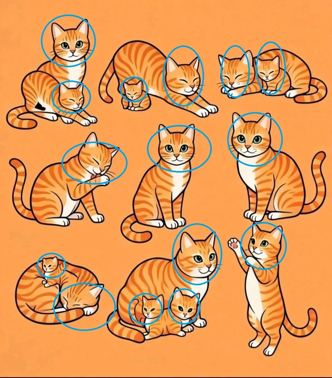 desafio visual com gatos quantos você consegue encontrar