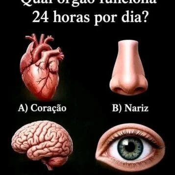 teste perguntando qual órgão funciona 24 horas por dia