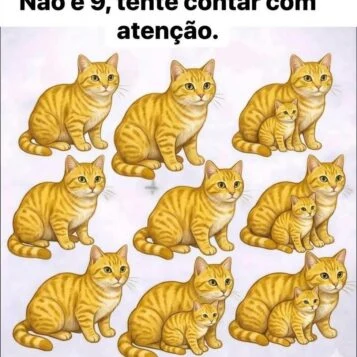desafio para contar todos os gatos da imagem